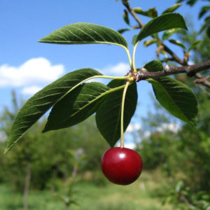 Вишня (черенки)