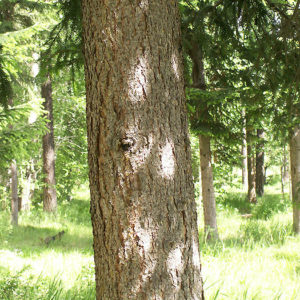 Ель (кора)