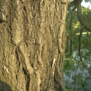 Ива (кора)