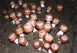 Агарик бразильский